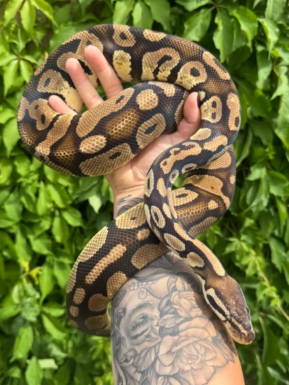 Pastel Monarch Ball Python Pastel DH Monarch Pied Ball Python by Chrystal_Balls