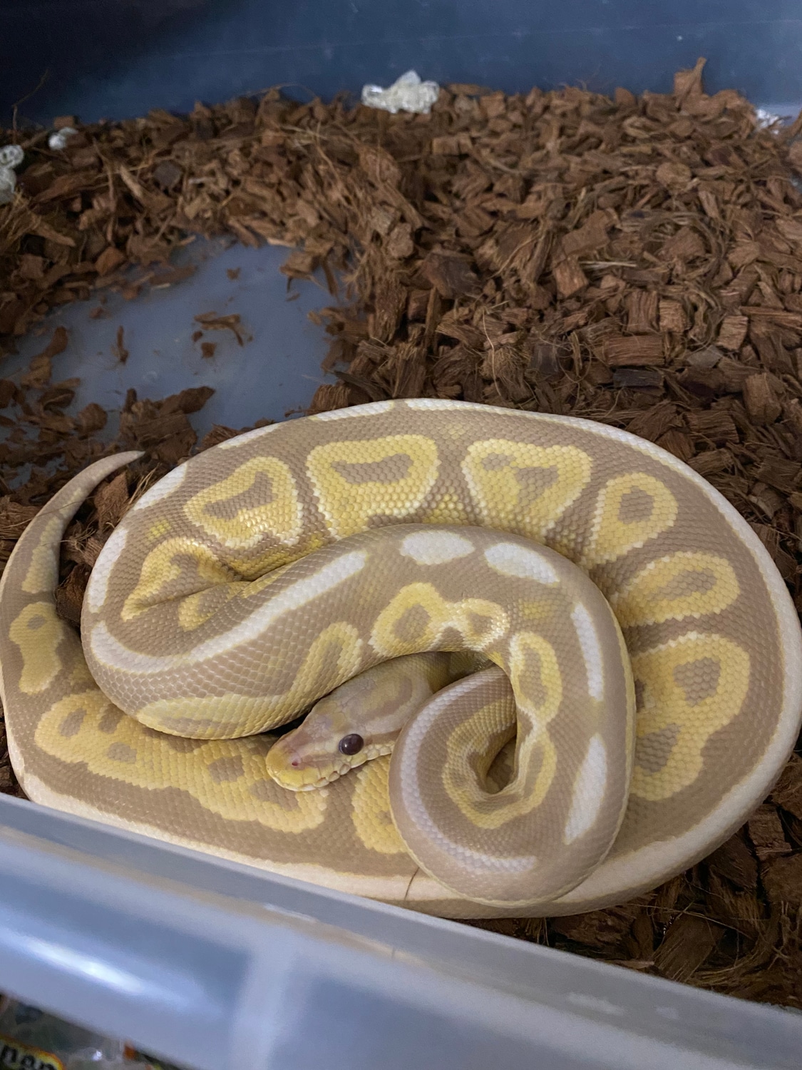 Cinnamon Candy Ball Python by FriCutcheon Farms - MorphMarket