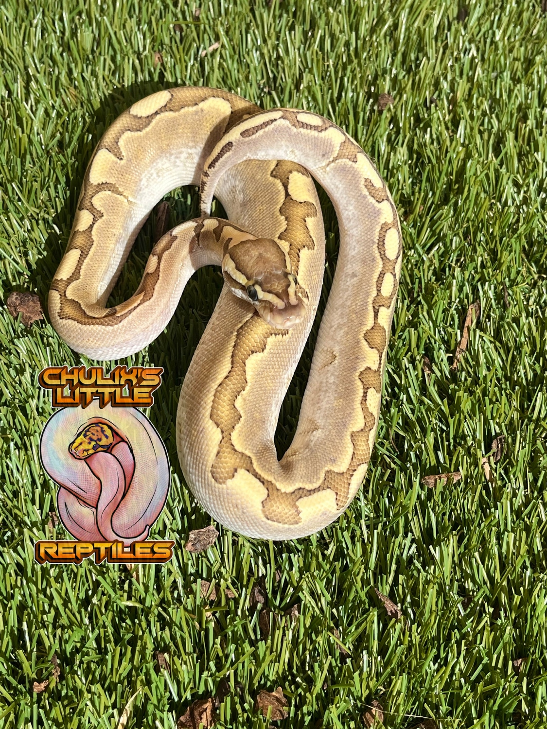 Free Shipping Bamboo Enchi Ball Python by Chulix’s Little Reptiles ...