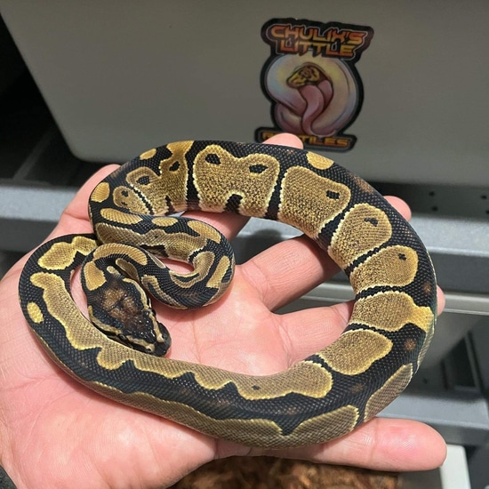 Normal DH Axanthic Vpi Pied Ball Python by Chulix’s Little Reptiles