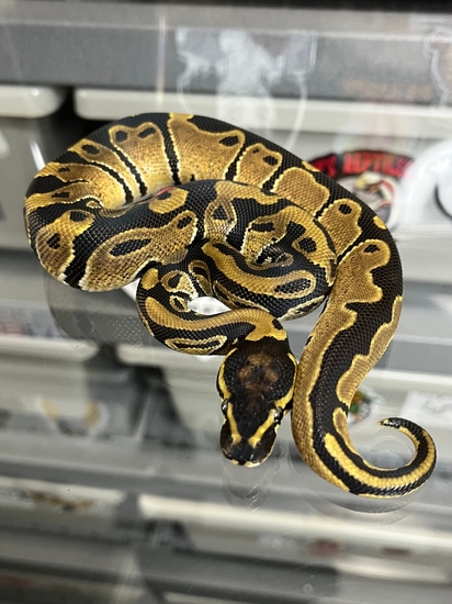 Normal DH Axanthic Vpi Pied Ball Python by Chulix’s Little Reptiles