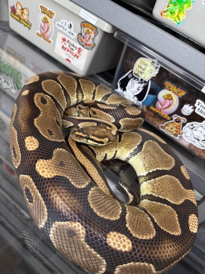 Pair 1.0 Vanilla Het Sunset / 0.1 Het Sunset PB/RTB Ball Python by ...