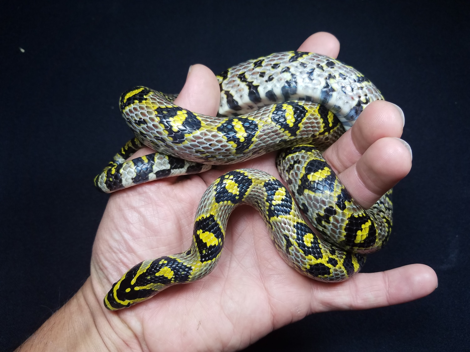 Mandarin Rat Snake by Chung Reptiles - MorphMarket