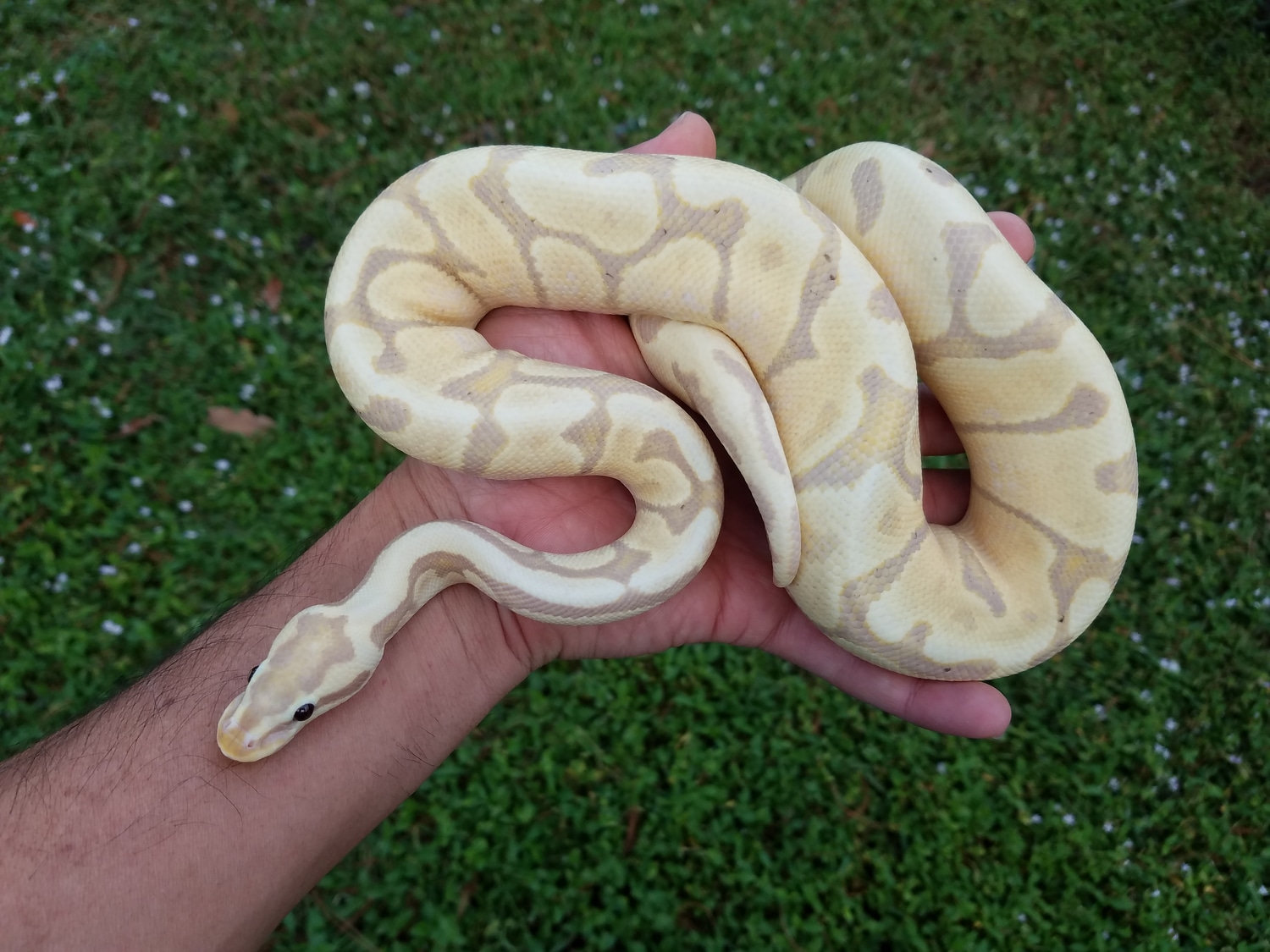Banana Woma Pos Fire Pos Enchi Ball Python by Chung Reptiles MorphMarket