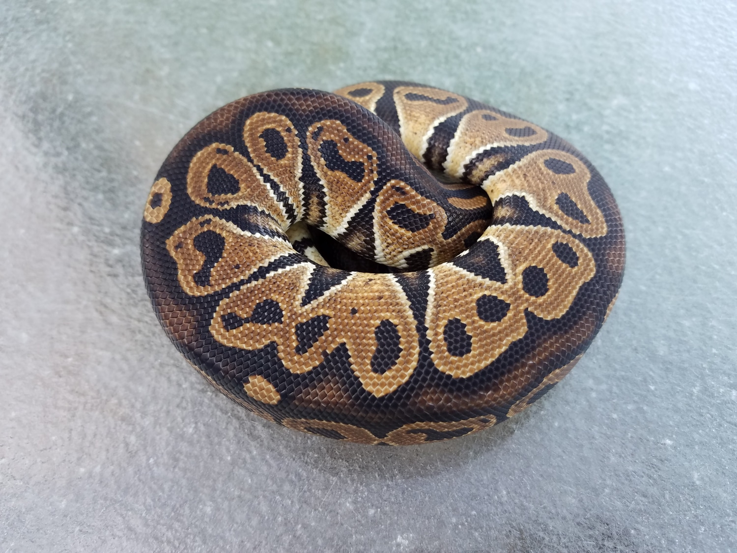 Het Red Axanthic Ball Python by Chung Reptiles - MorphMarket