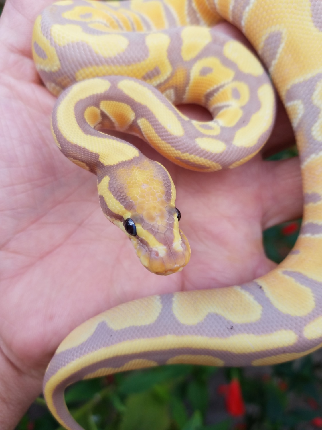 Banana Double Het Albino Pied Possible Orange Dream Ball Python by