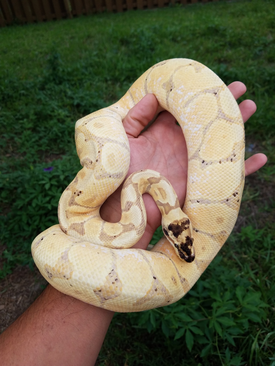 Enchi Banana Paradox Ball Python by Chung Reptiles - MorphMarket