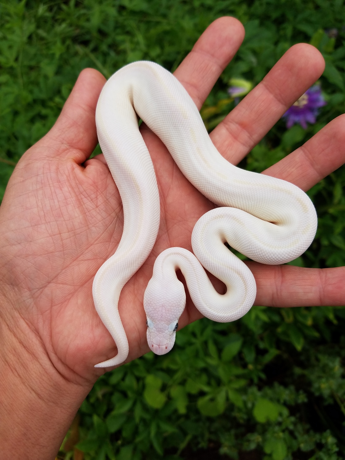 Blue Eyed Leucistic (BEL) Mojave Lesser Possible Chocolate Ball Python ...