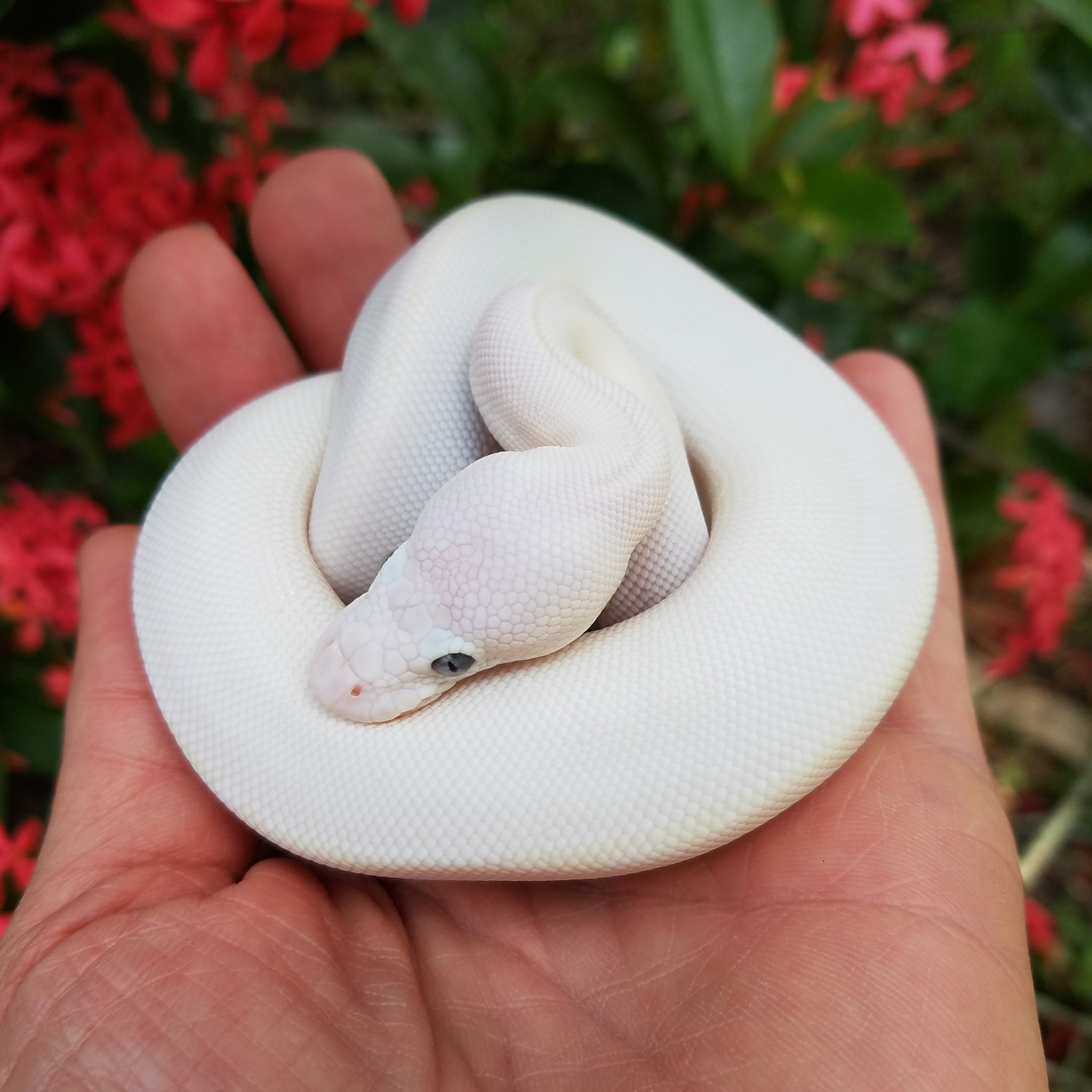 Blue Eyed Leucistic (BEL) Mojave/Lesser Possible Chocolate Ball Python ...