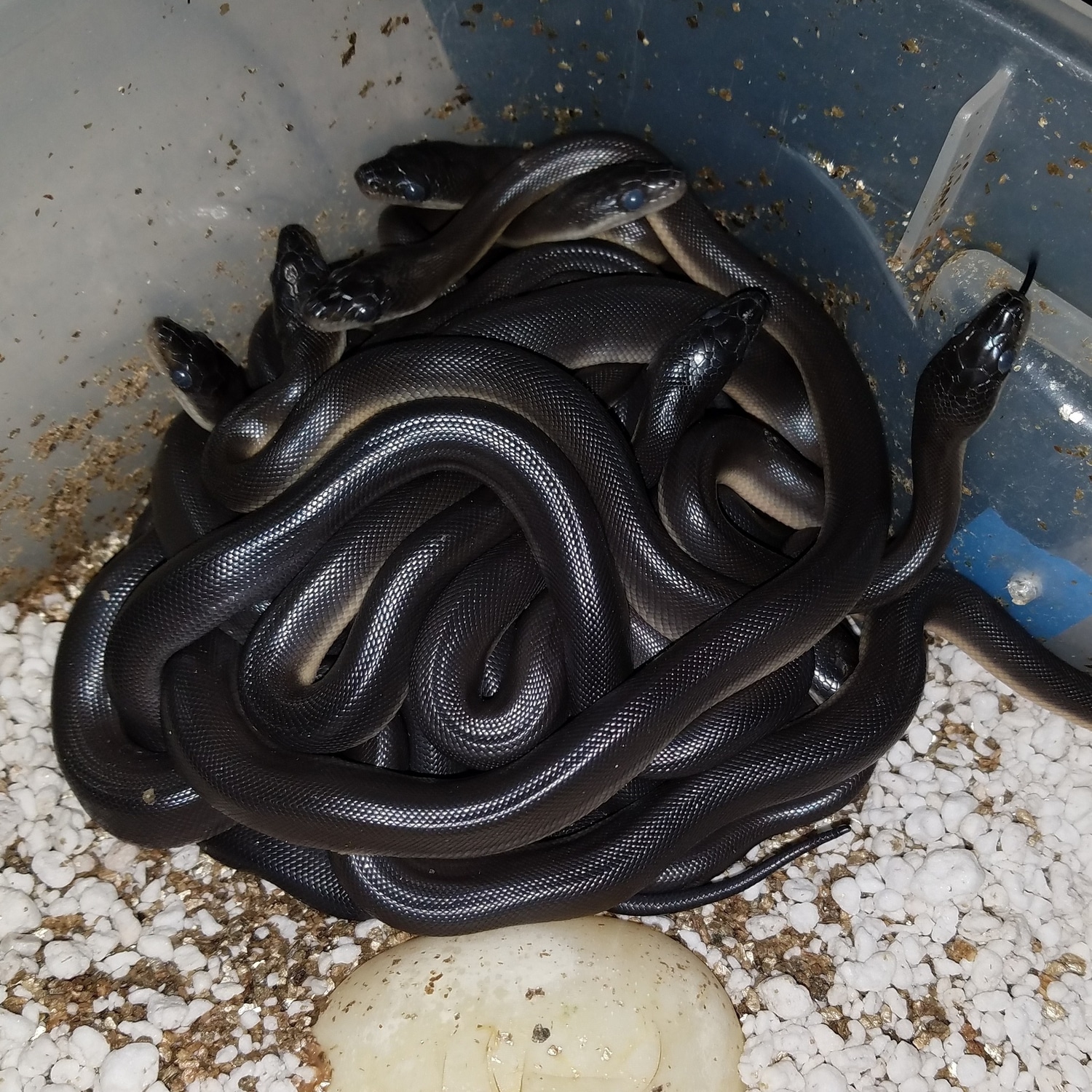 Australian Water Python by Chung Reptiles - MorphMarket