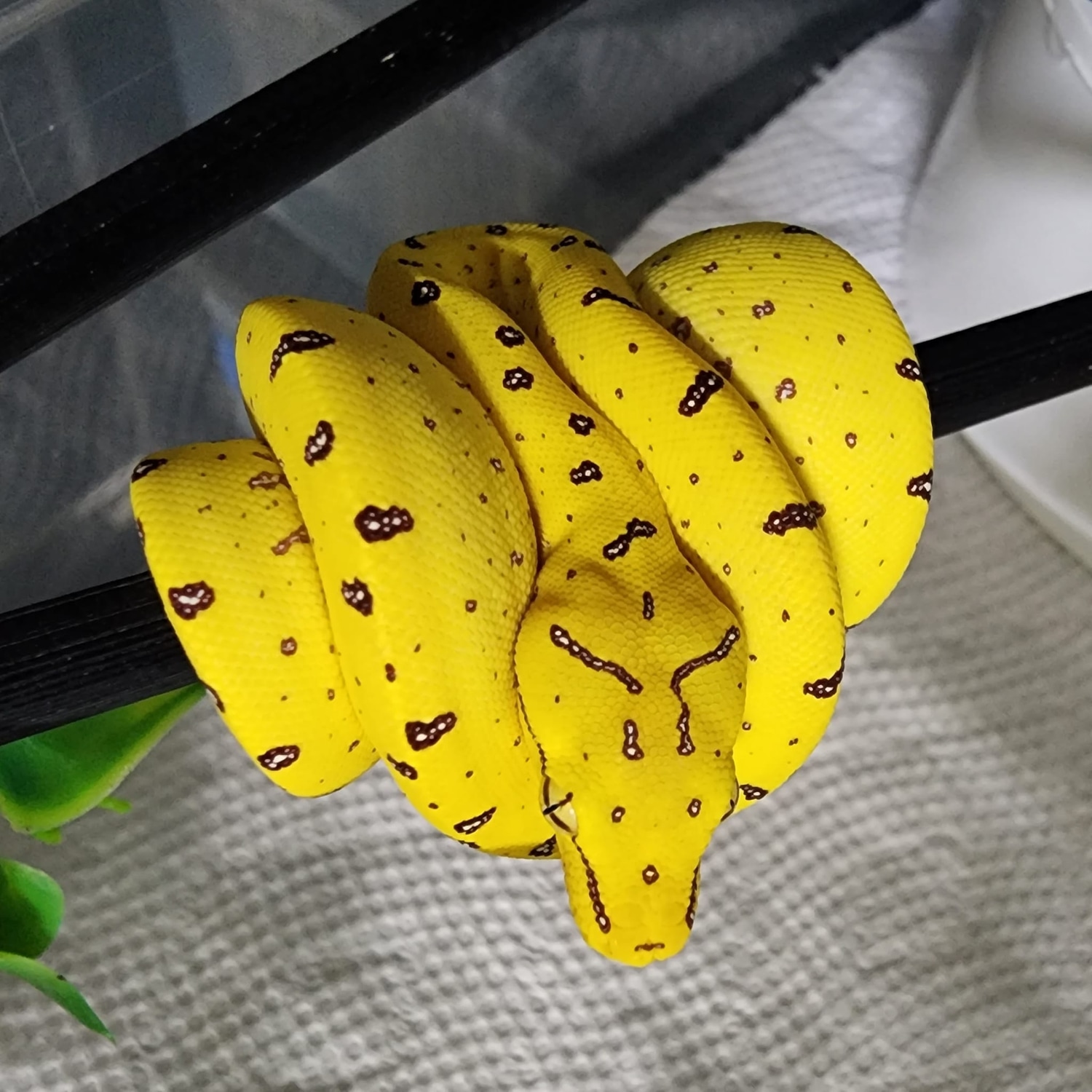 Yellow Neonate Green Tree Python by Chung Reptiles - MorphMarket