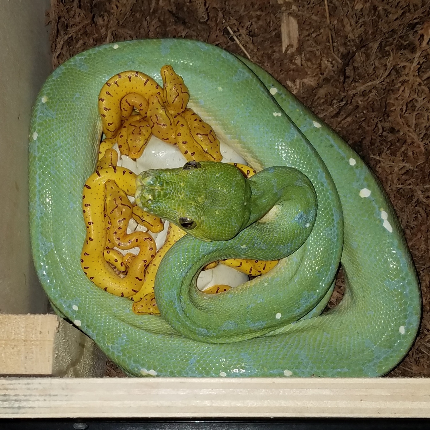 Yellow Neonate Green Tree Python by Chung Reptiles - MorphMarket
