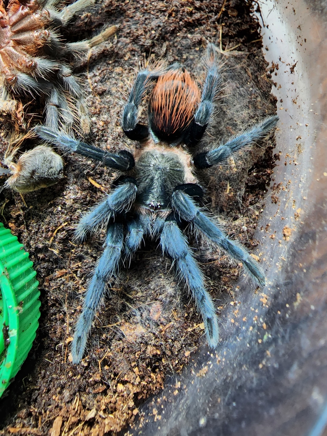 Mexican Red Rump Slings Tarantula by Chung Reptiles MorphMarket
