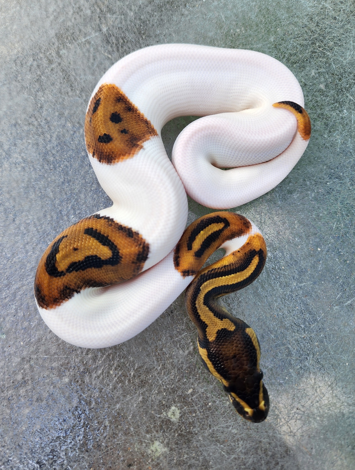 Piebald Het Albino Ball Python by Chung Reptiles - MorphMarket