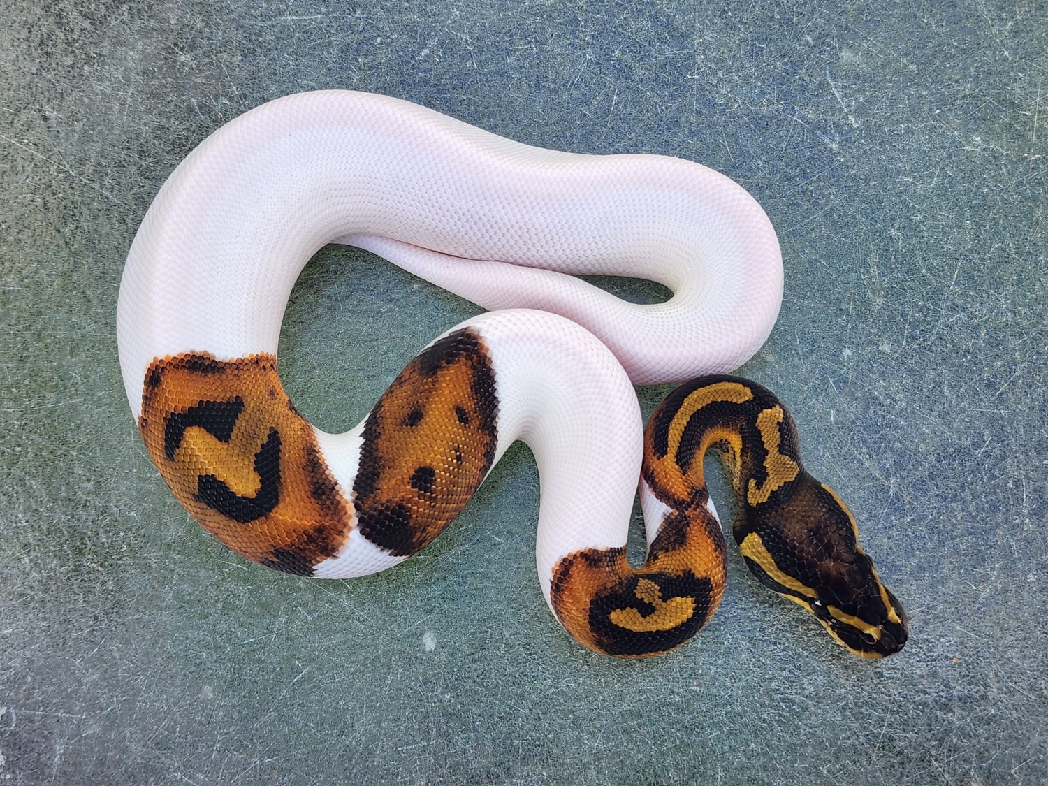 Piebald Het Albino Ball Python by Chung Reptiles - MorphMarket