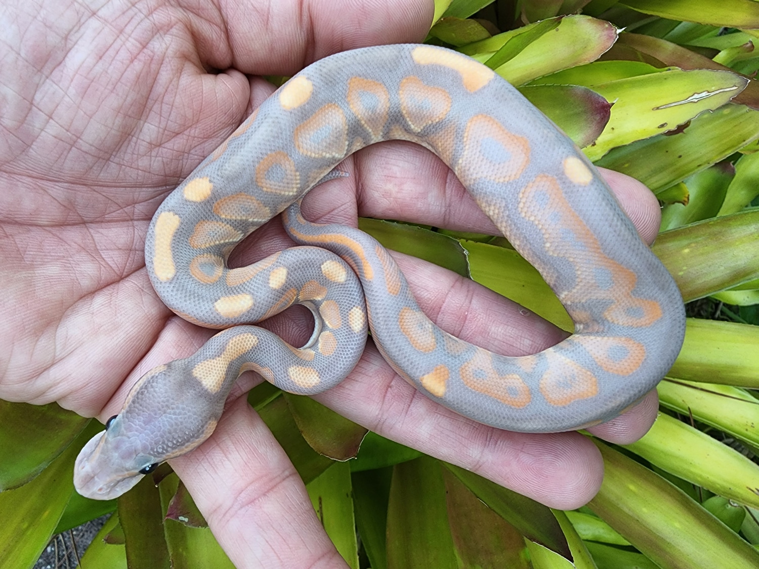 Coral Glow Cinnamon Ball Python by Chung Reptiles - MorphMarket