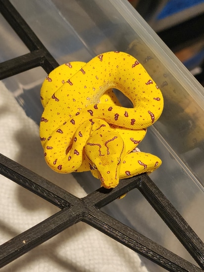 UScbb Yellow Neonate Green Tree Python by Chung Reptiles