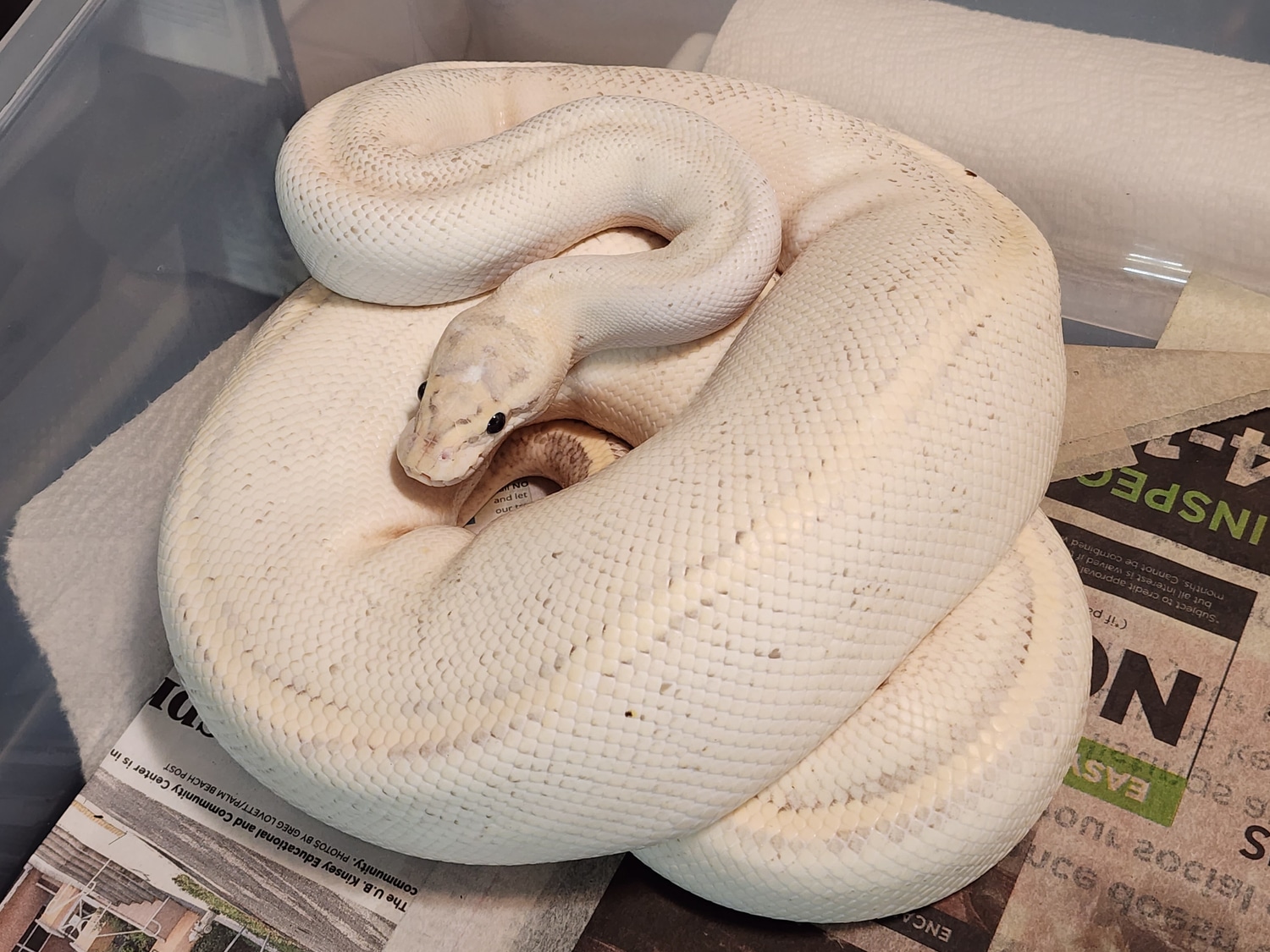 Puma Ball Python by Chung Reptiles - MorphMarket