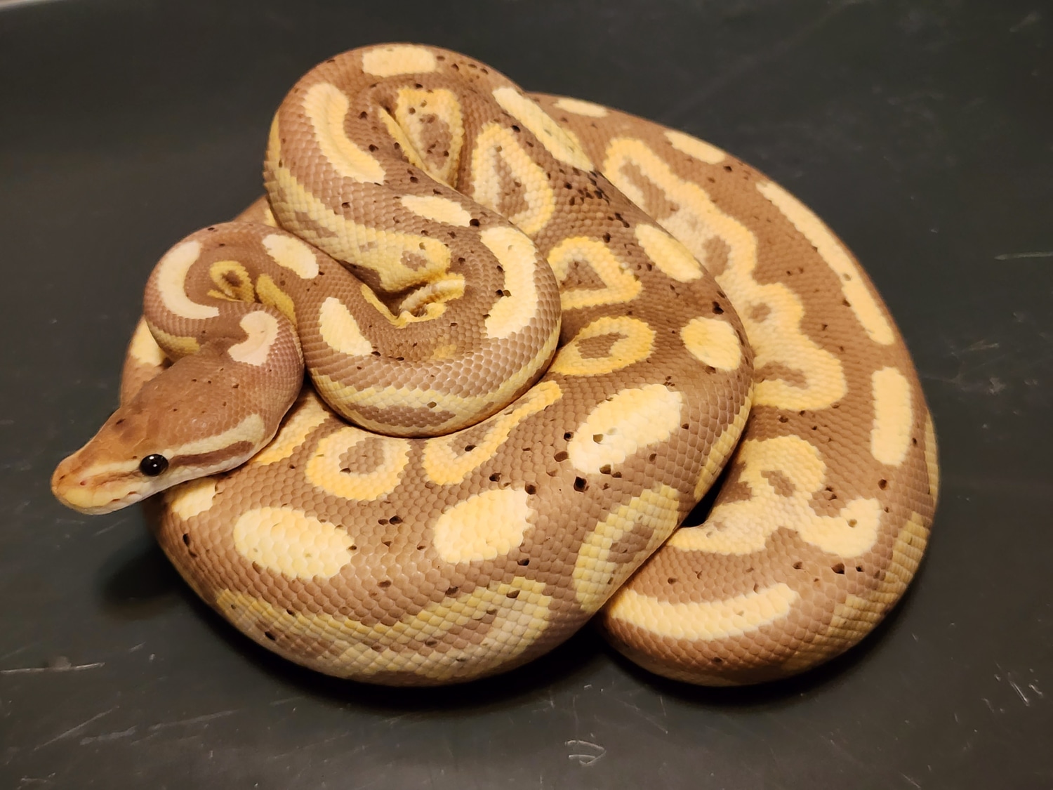 Coral Glow Cinnamon Ball Python by Chung Reptiles - MorphMarket