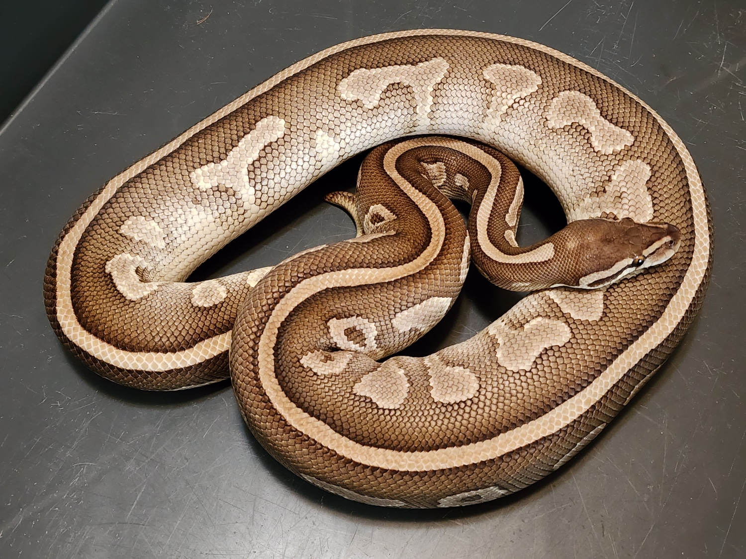 Lesser Leopard Ball Python by Chung Reptiles - MorphMarket