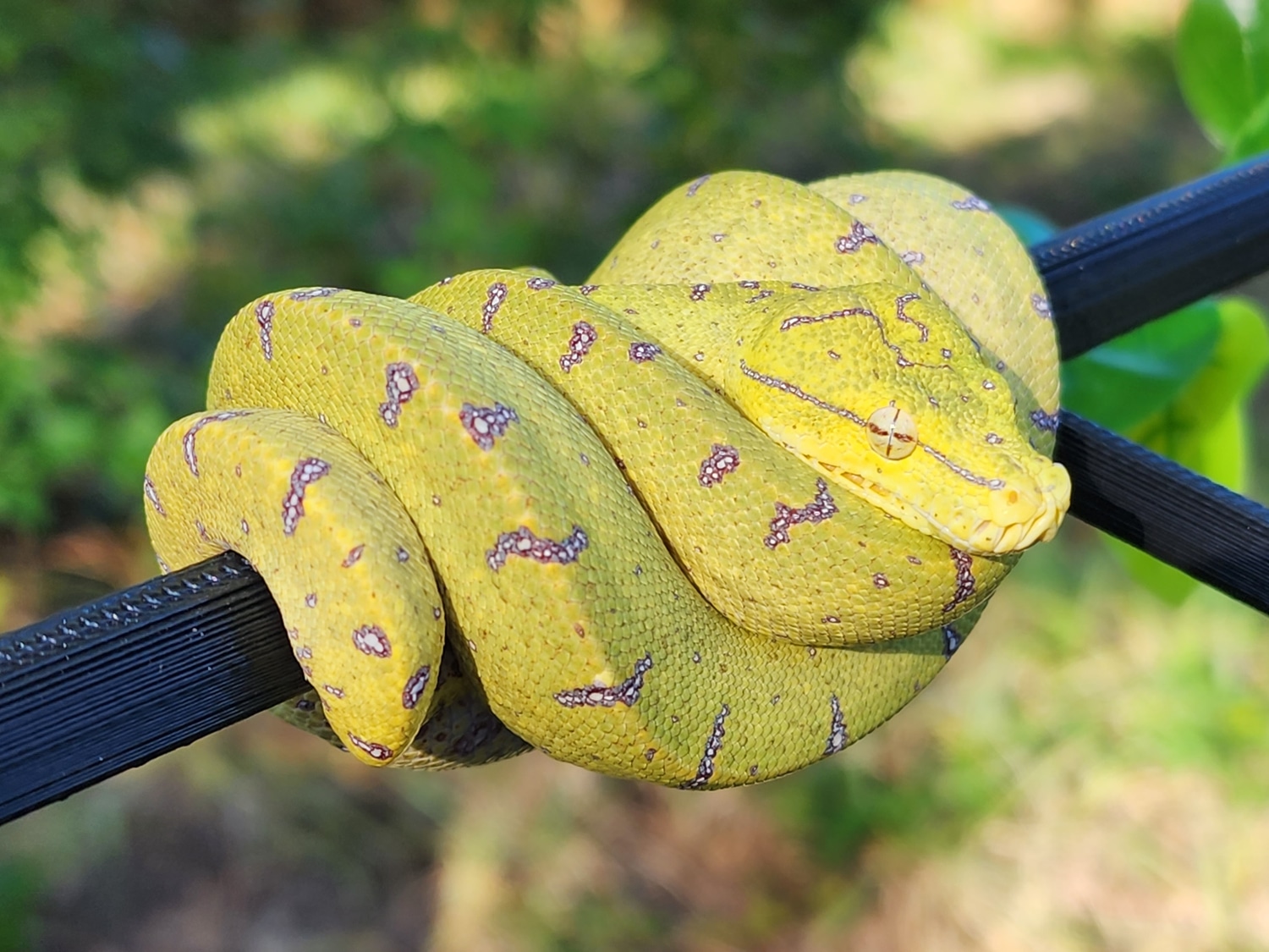 Yellow Neonate UScbb Green Tree Python by Chung Reptiles - MorphMarket