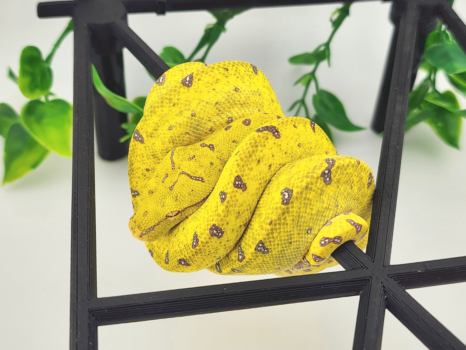 Yellow Neonate Green Tree Python by Chung Reptiles - MorphMarket