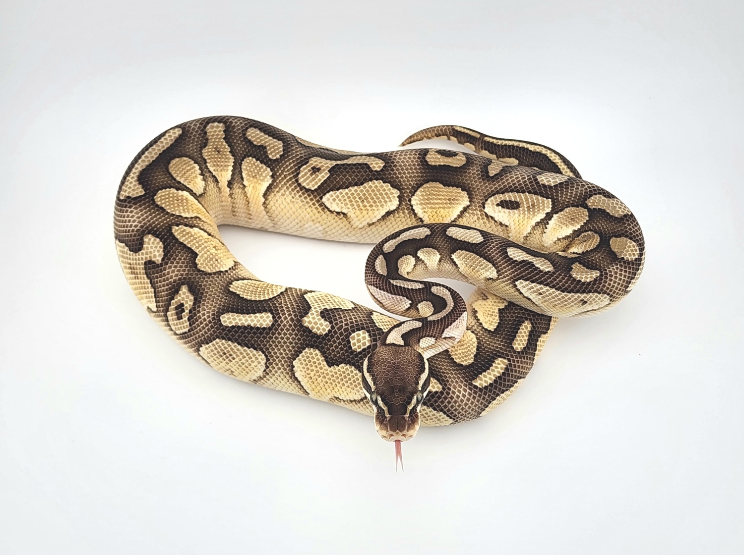 Pastel Lesser Het Desert Ghost Possible Chocolate Ball Python by Chung ...