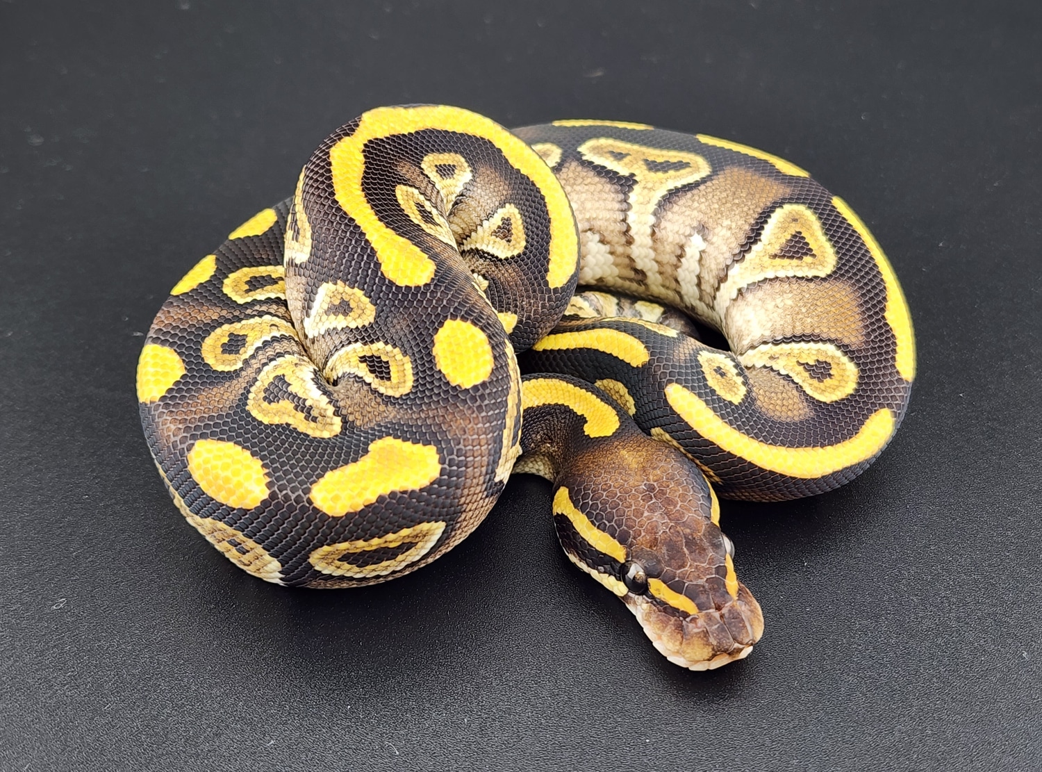 Mojave Ball Python by Chung Reptiles MorphMarket