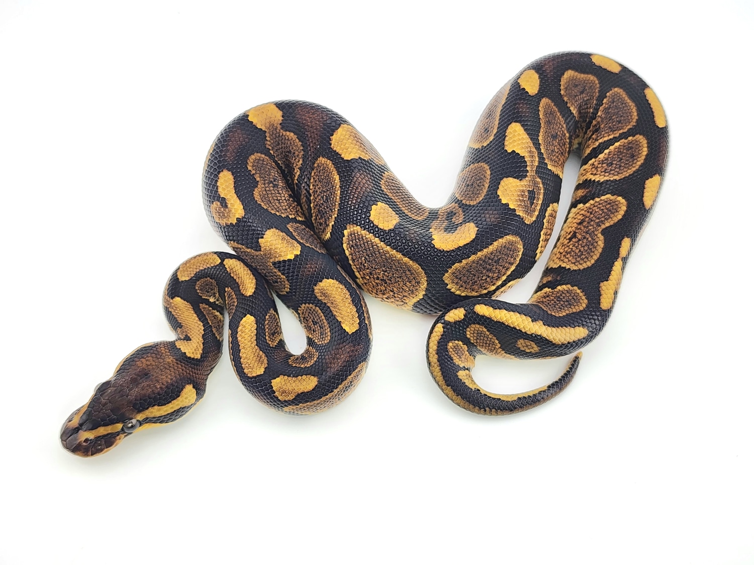 Het Pied Pos Het Albino Ball Python by Chung Reptiles - MorphMarket