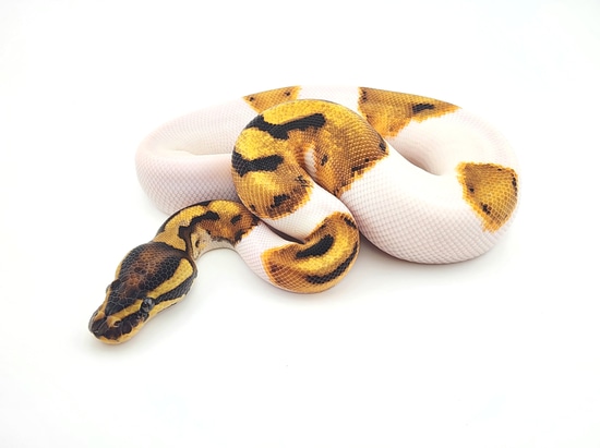 Orange Dream Pied Pos Het Albino Ball Python by Chung Reptiles