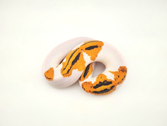 Orange Dream Yellow Belly Pied 50% Possible Het Albino Ball Python by ...