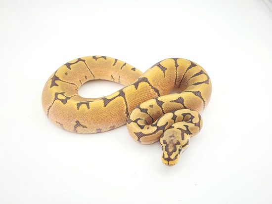 Honey Bee Het Pied Ball Python by Chung Reptiles