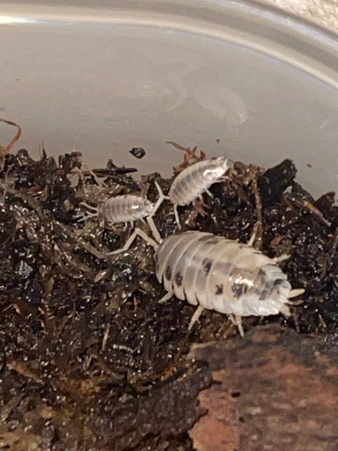 Dairy Cow Colonies Isopod by Ozs reptiles and exotics MorphMarket