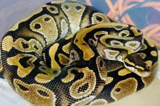 Normal Het Piebald - Proven Breeder Female Ball Python by Mike’s Morphs