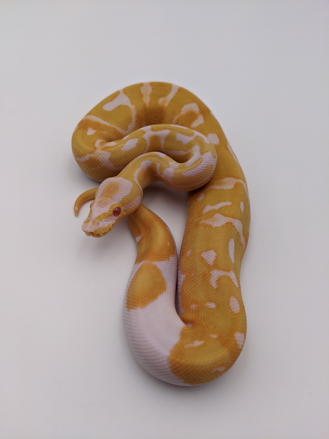 Albino Pied Ball Python by City Balls LLC - MorphMarket
