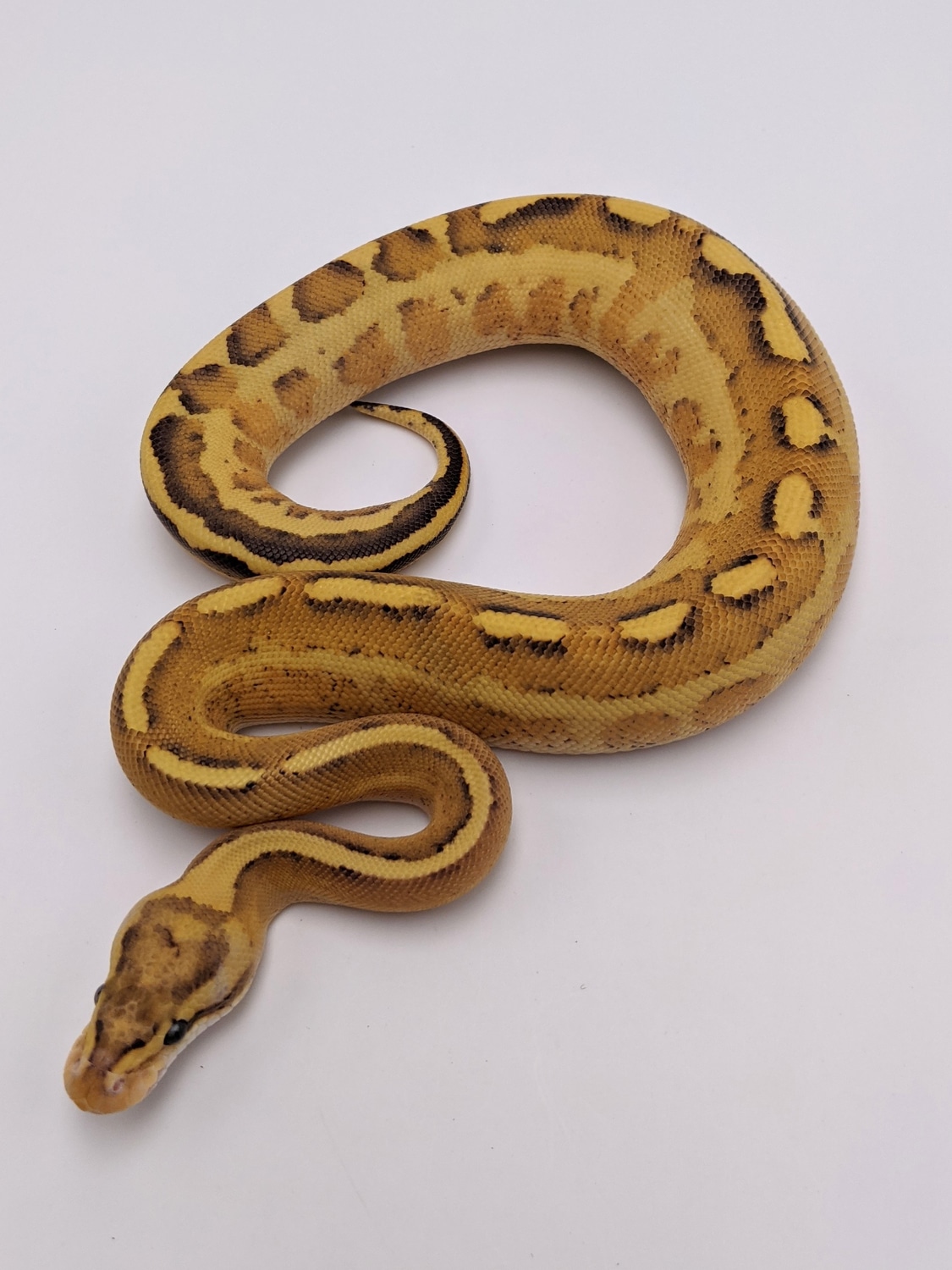 Leopard Puma Ball Python by City Balls LLC - MorphMarket