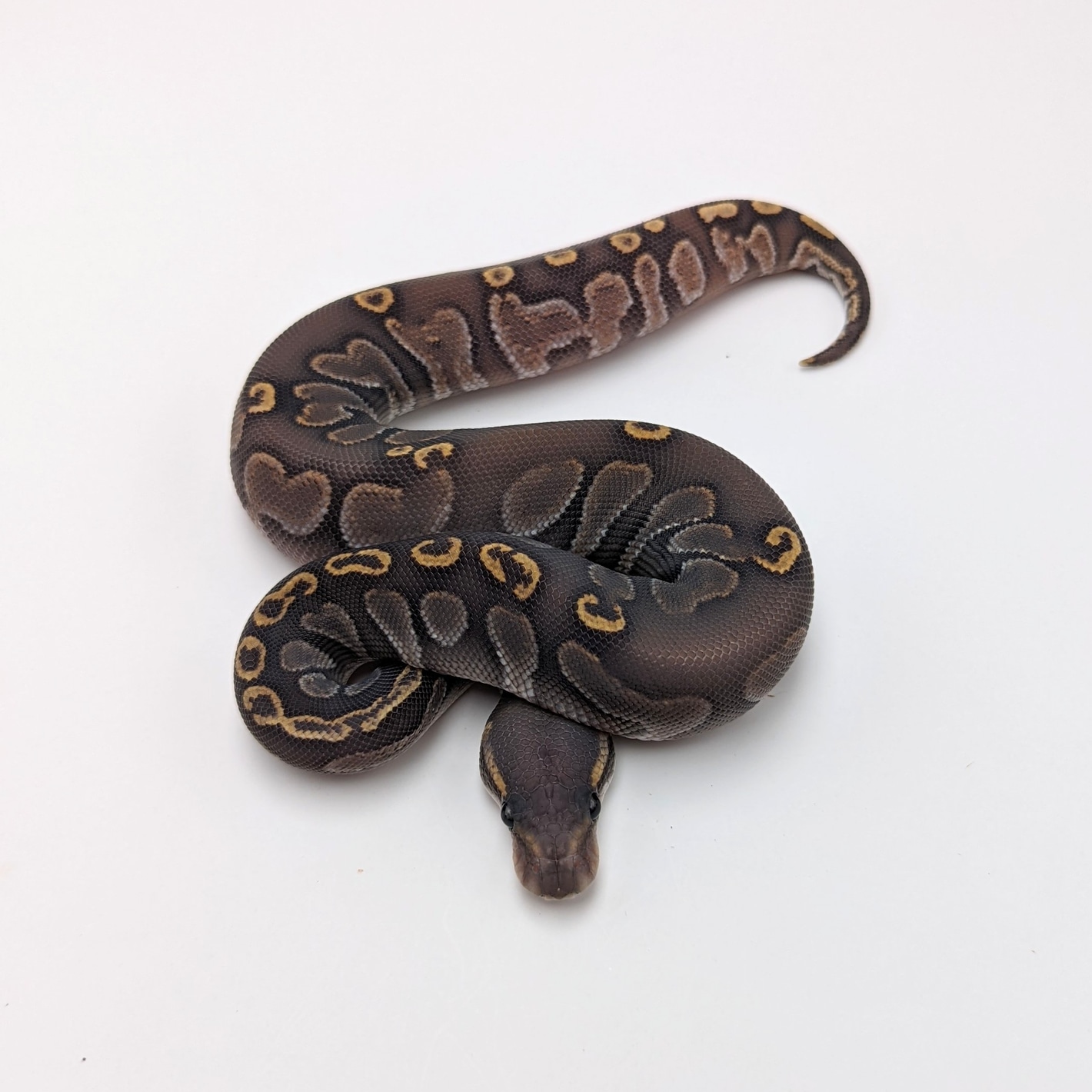 Blackhead GHI Red Gene Hypo Ball Pythons by City Balls LLC
