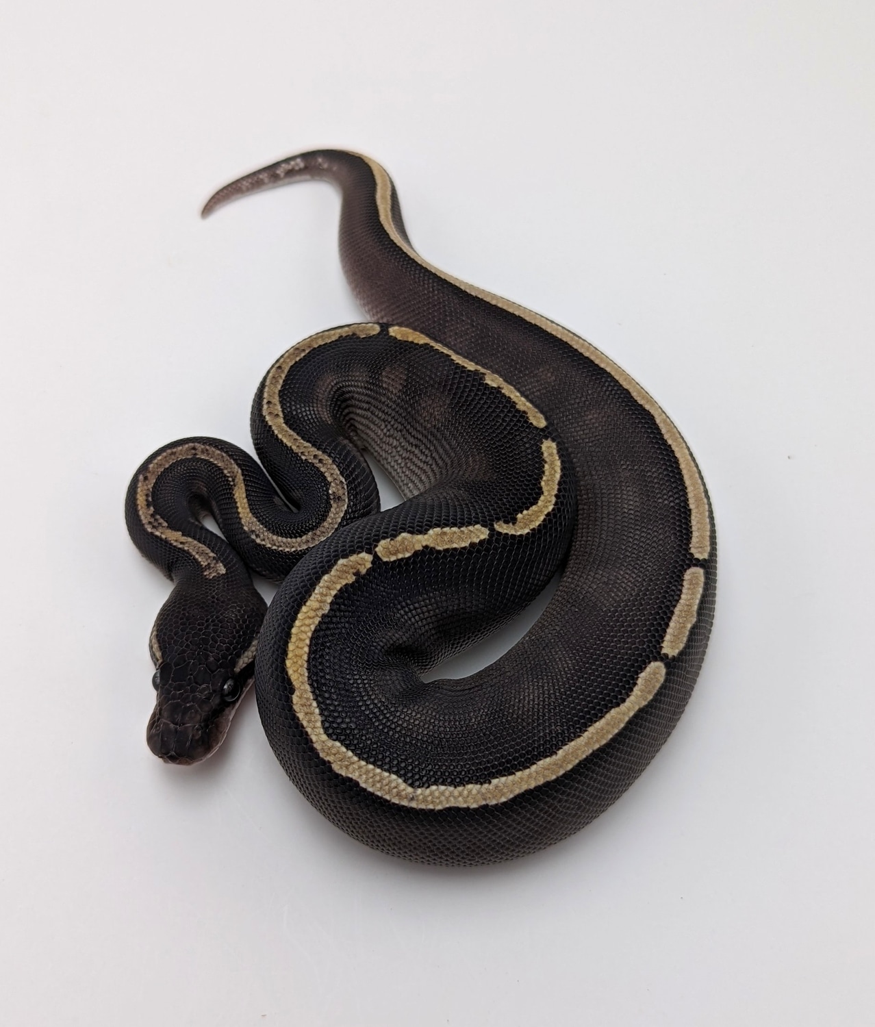 Blackhead GHI Mojave Het VPI Axanthic Ball Python by City Balls LLC ...