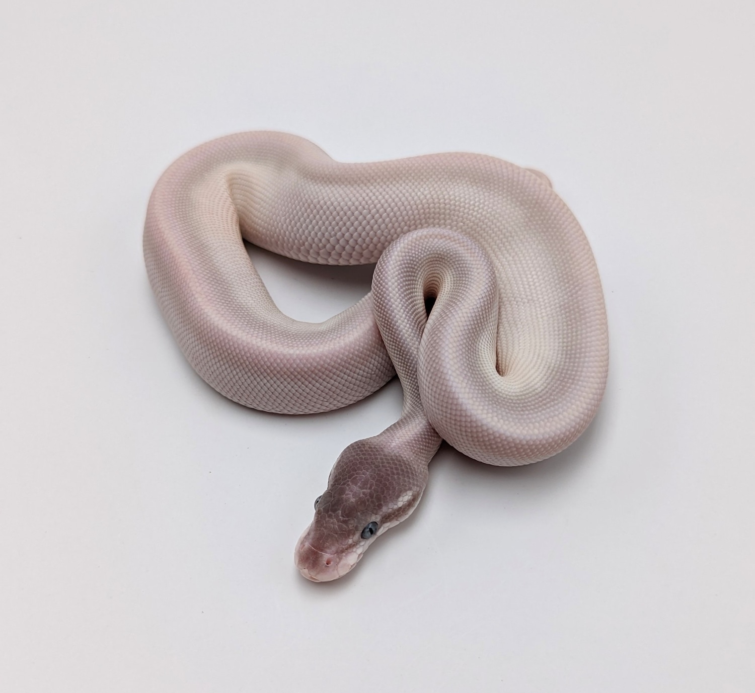 Super Mojave Ball Python by City Balls LLC - MorphMarket