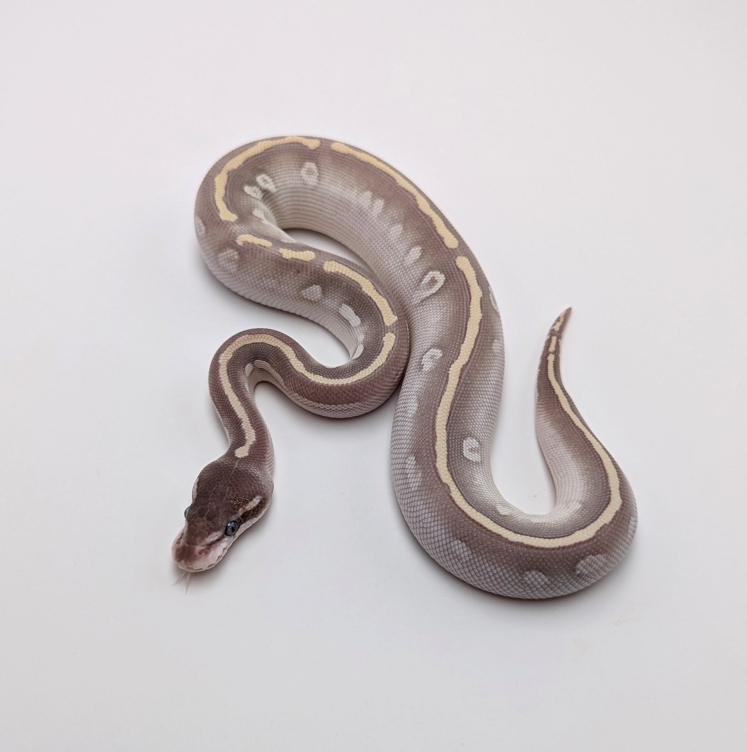 Mystic Potion/Purple Passion Ball Python by City Balls LLC - MorphMarket