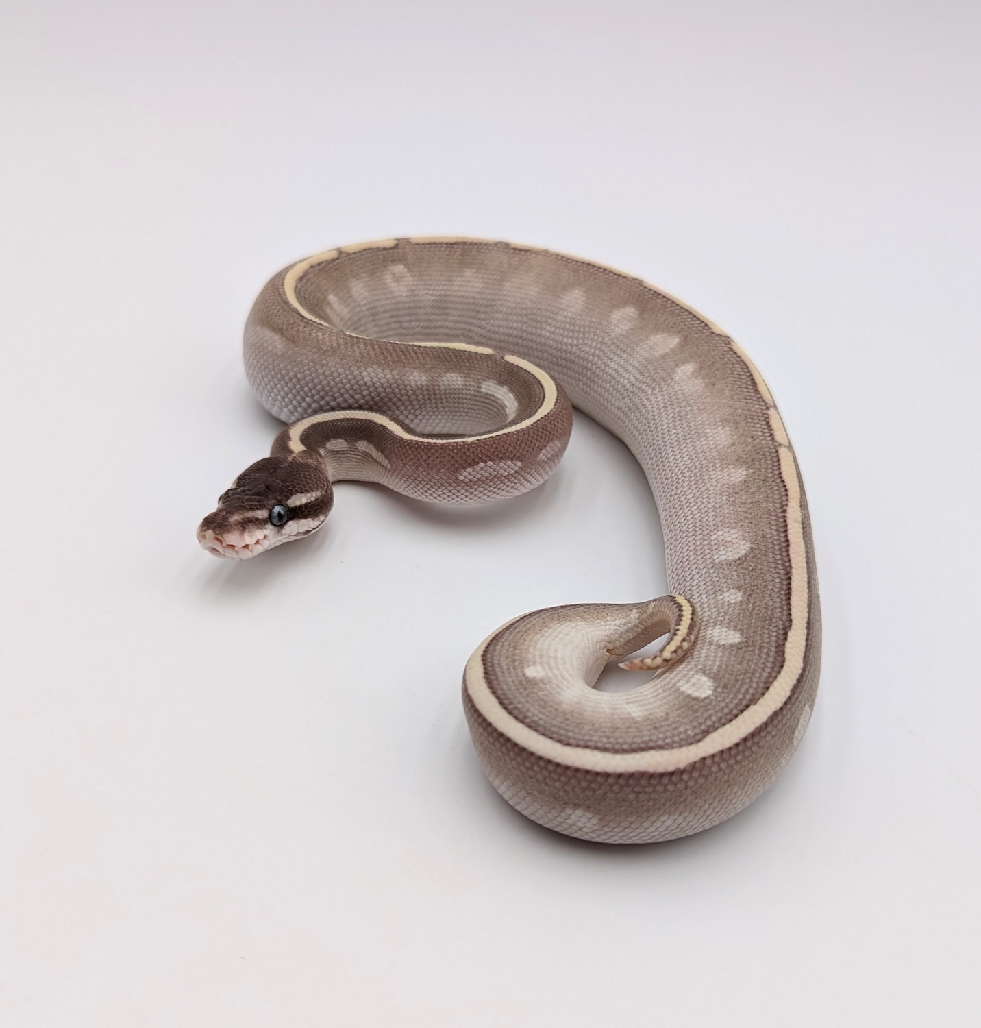Mystic Potion / Purple Passion Ball Python by City Balls LLC - MorphMarket