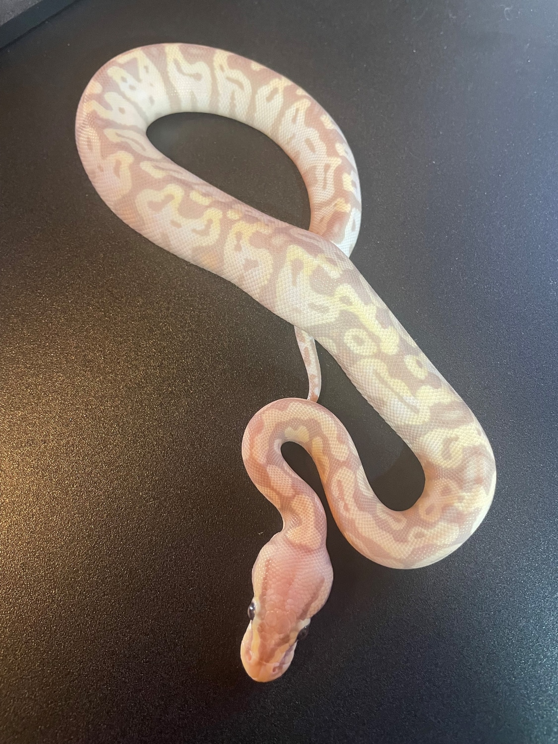 Super Pastel Banana Ball Python by Halls Balls - MorphMarket