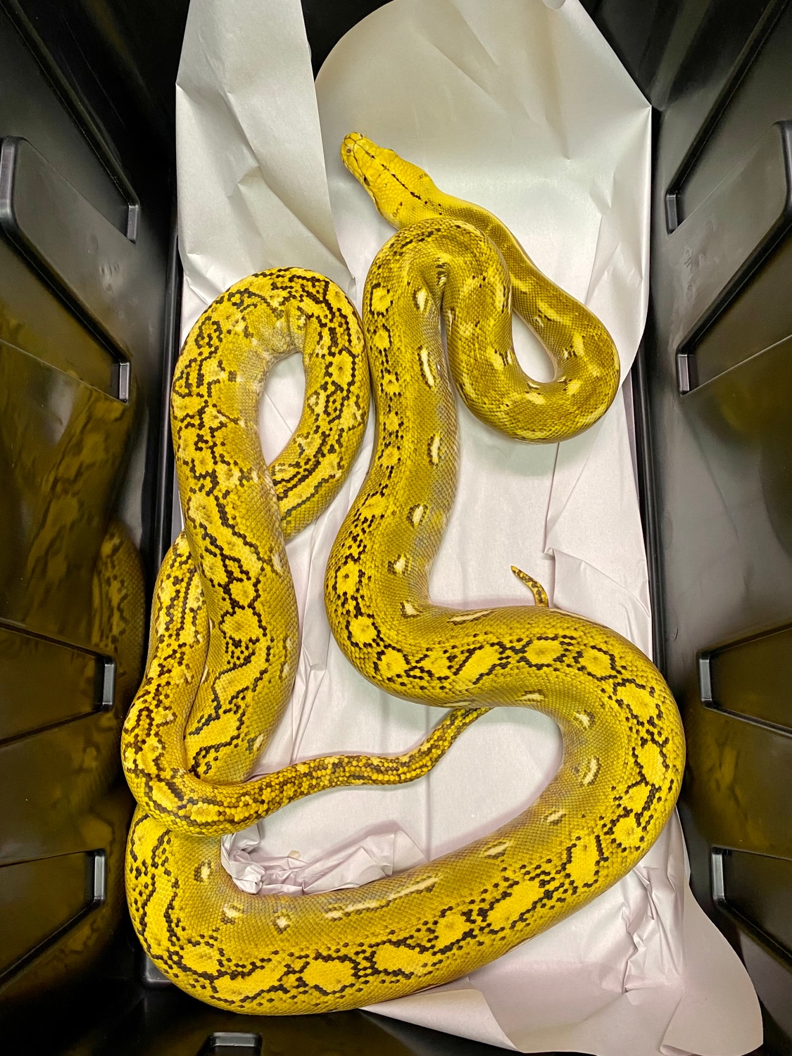 Platinum Phantom Het White Reticulated Python by Grand pythons ...