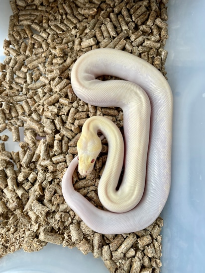 Blizzard Het Granite Pos Het Green Burmese Python by Grand pythons