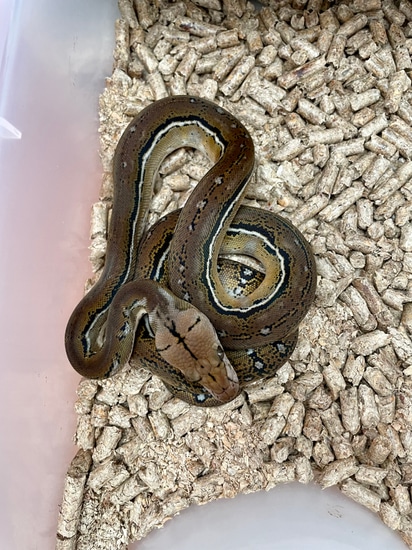 Anthrax Reticulated Python by Grand pythons