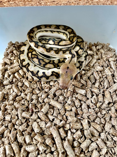 Supertiger Anthrax Reticulated Python by Grand pythons