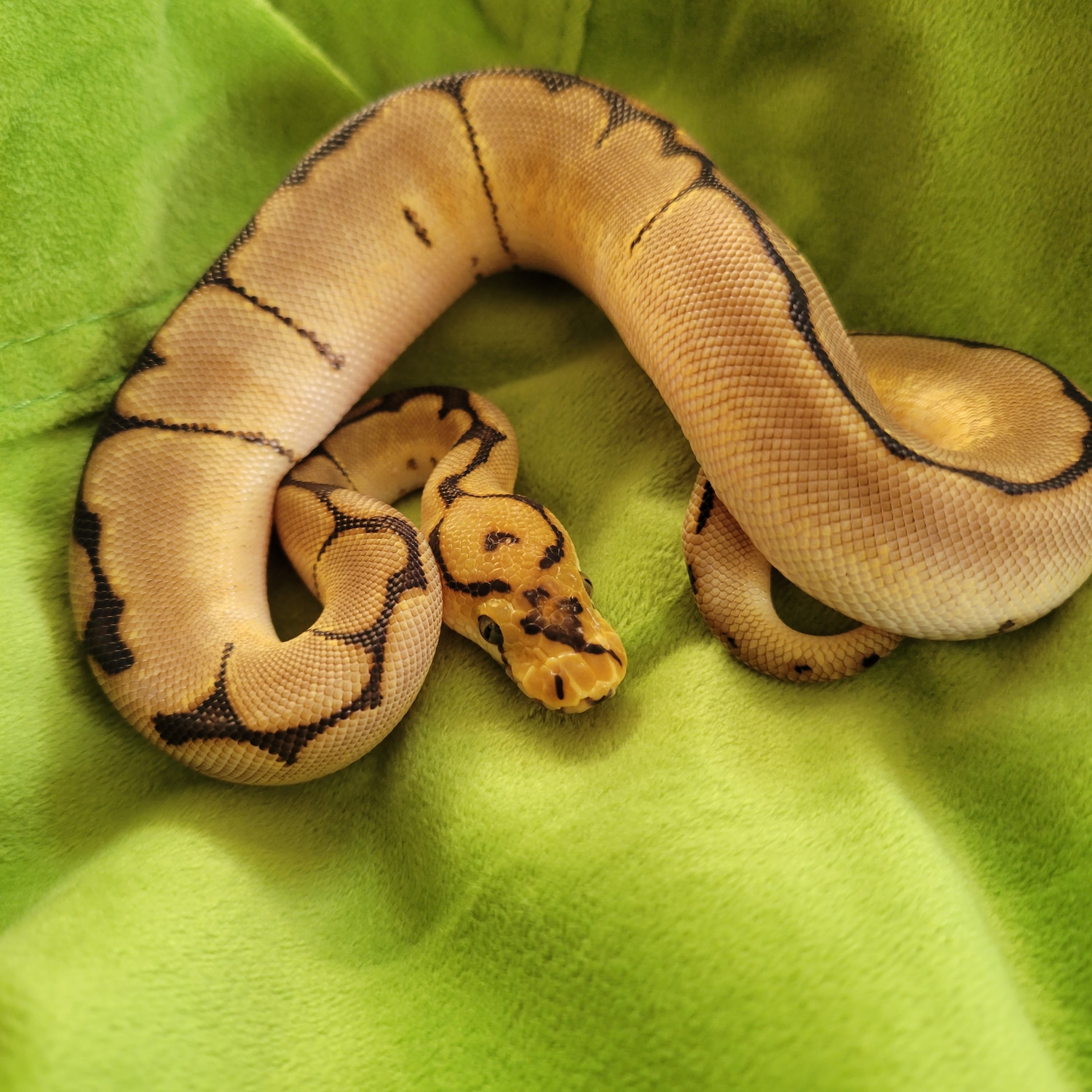 Spider Clown Ball Python by CM | Reptiles - MorphMarket