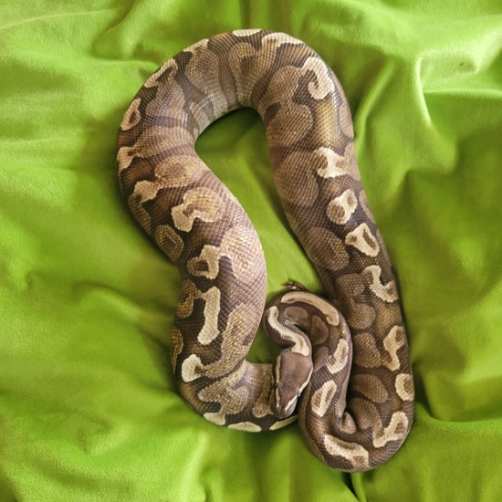 Lesser Ghi Ball Python by CM | Reptiles