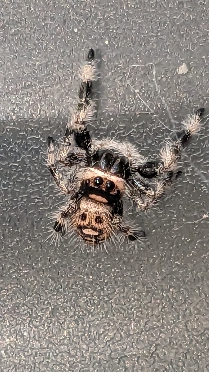 P.regius True Spider by Carl's jumping spiders - MorphMarket