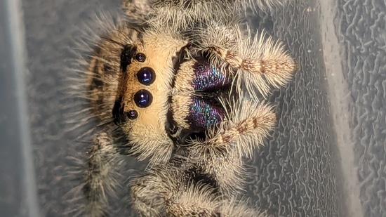 Peach Hybrid Regal Jumping Spider by Carl's jumping spiders